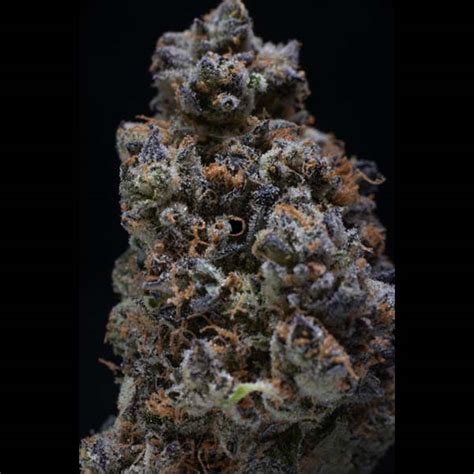 Pebblewreck strain. Things To Know About Pebblewreck strain. 